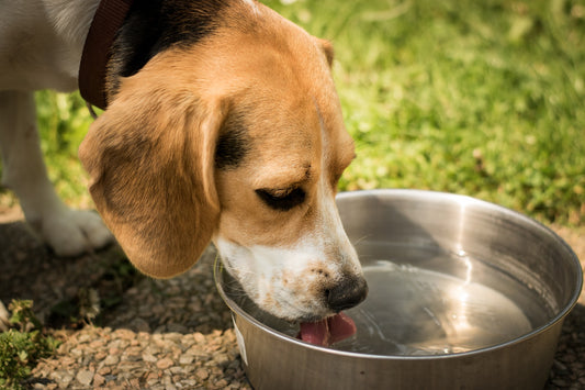 Start  from Selecting the Right Dog Bowl