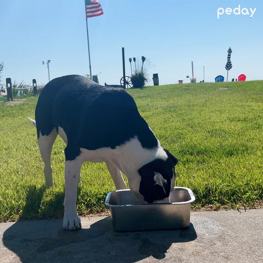 PEDAY Large Dog Water Bowl